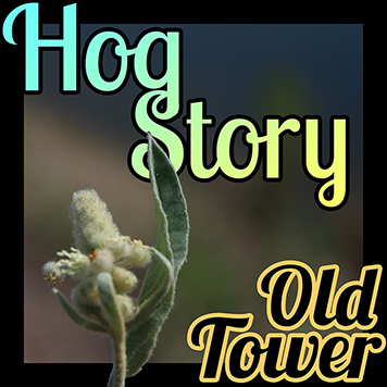 Hog Story #121 Old Tower