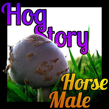 Hog Story #132 Horse Male