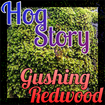 Hog Story #155 Gushing Redwood