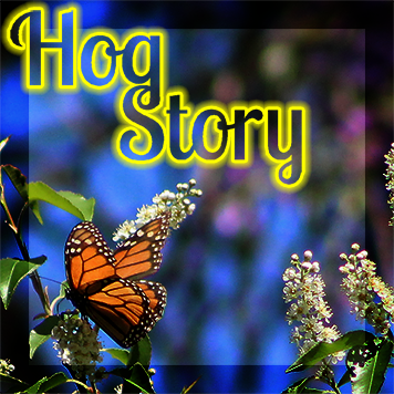 Hog Story #171 – Fart Pay