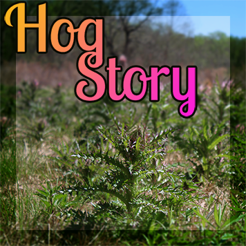 Hog Story #172 – Call Margot