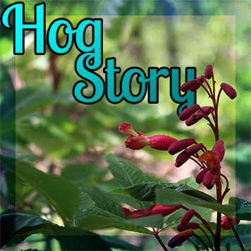 Hog Story #174 – Listen Dispenser