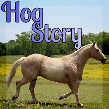 Hog Story – #176 Stub Up