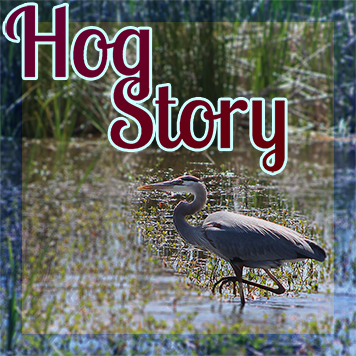 Hog Story #178 – Corned
