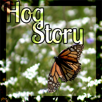 Hog Story #179 – But Noosh