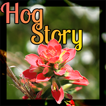 Hog Story #180 – Doctor Logger