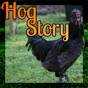 Hog Story #184 – Hormone Number