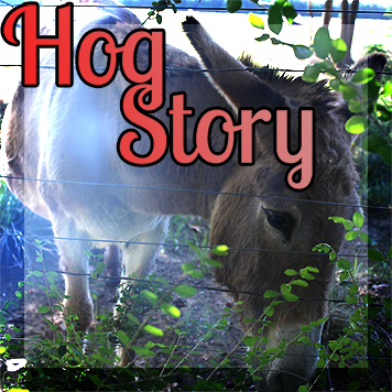 Hog Story #188 – Fat Pumpkin