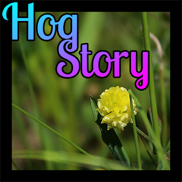 Hog Story #189 – Commie Attack