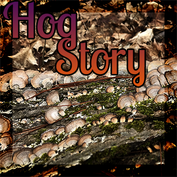 Hog Story #193 – Total Asset