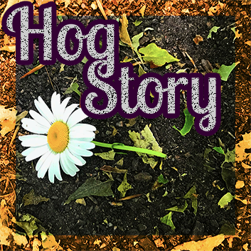 Hog Story #197 – Augers