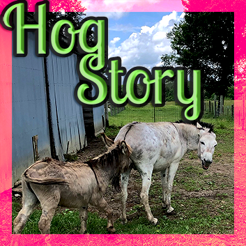 Hog Story #200 – Jack Planted