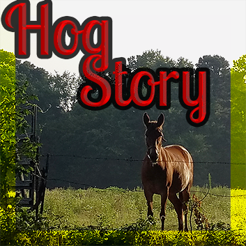 Hog Story – #206 – Jumanji Down
