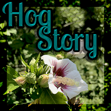 Hog Story #207 – Pretty Pretty