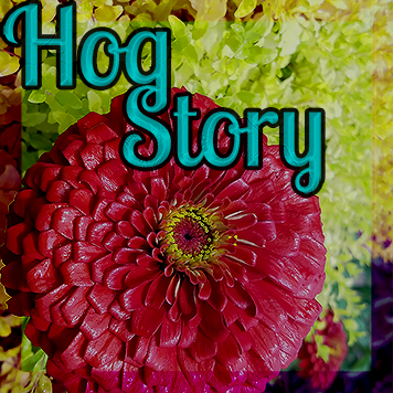 Hog Story #208 – Sizes Were