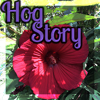 Hog Story #211 – Ye Cannae