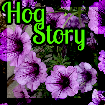 Hog Story #214 – Rock Enos