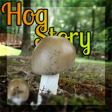 Hog Story #219 – McCool