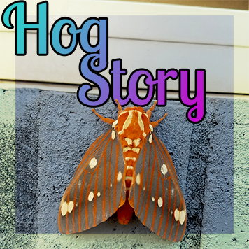 Hog Story #221 – The Skin
