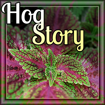 Hog Story #298 – R2Dump2