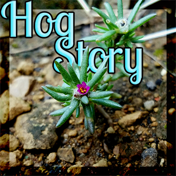 Hog Story #299 – Hotphone