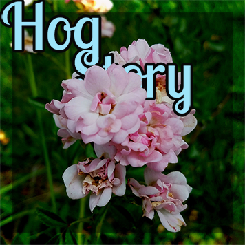 Hog Story #303 – Occupy Thursday