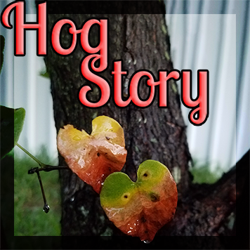 Hog Story #307 – Name Soda