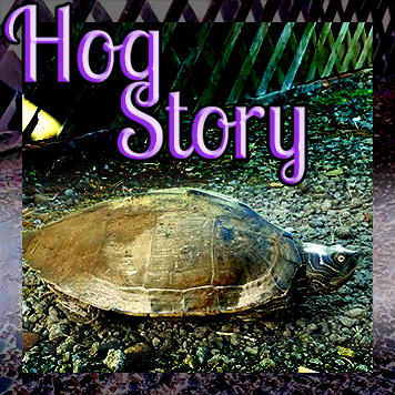 Hog Story #306 – Why Zorkor