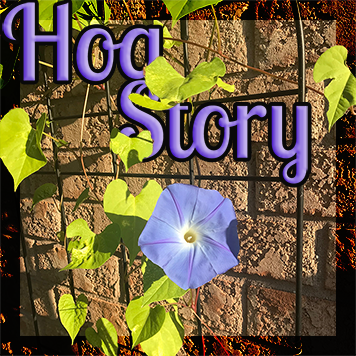 Hog Story #309 – Inner Olivia