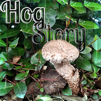 Hog Story #315 – Doubles Playground