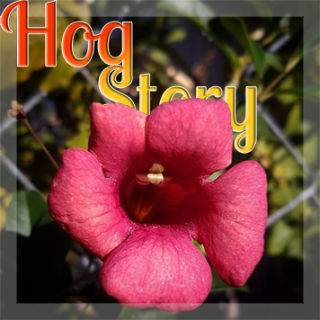 Hog Story #325 – That Kitchen