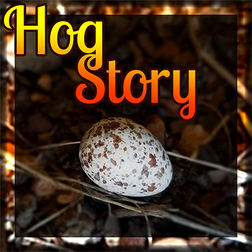 Hog Story #337 – Coming to Shove