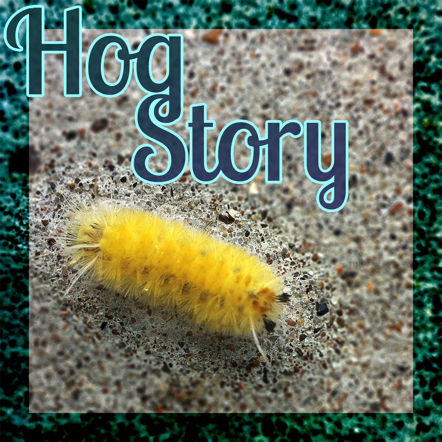 Hog Story #338 – Beat Actually