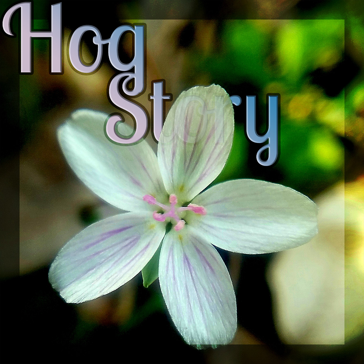 Hog Story #342 – Outside Lasagna