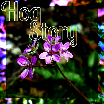 Hog Story #344 – Lavender and Butter