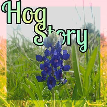 Hog Story #349 – Hot Life Exploding