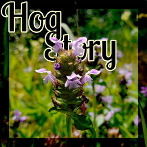 Hog Story #351 – Falling Into Hot Stuff