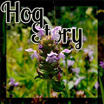 Hog Story #351 – Falling Into Hot Stuff