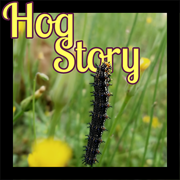 Hog Story #352 – Eating Nokian