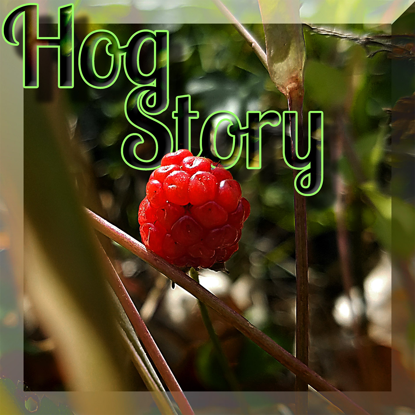 Hog Story #353 – Gooey Ducks