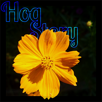 Hog Story #362 – Touch In My Basement