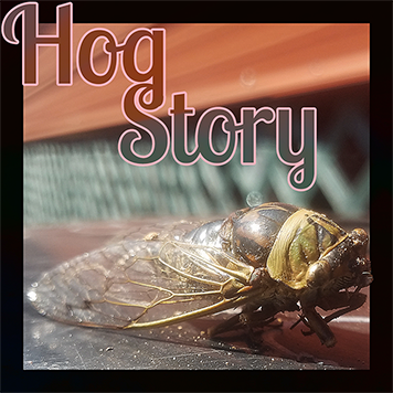 Hog Story #364 – Stone Cone Killer