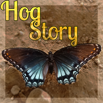 Hog Story #366 – Foot Phrases