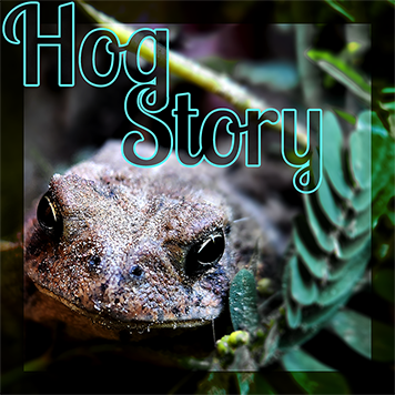 Hog Story #373 – Ninjago Blue