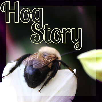 Hog Story #374 – Mother Is Pearland
