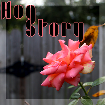 Hog Story #379 – Ocarinos