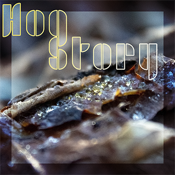 Hog Story #385 – Spear Checking